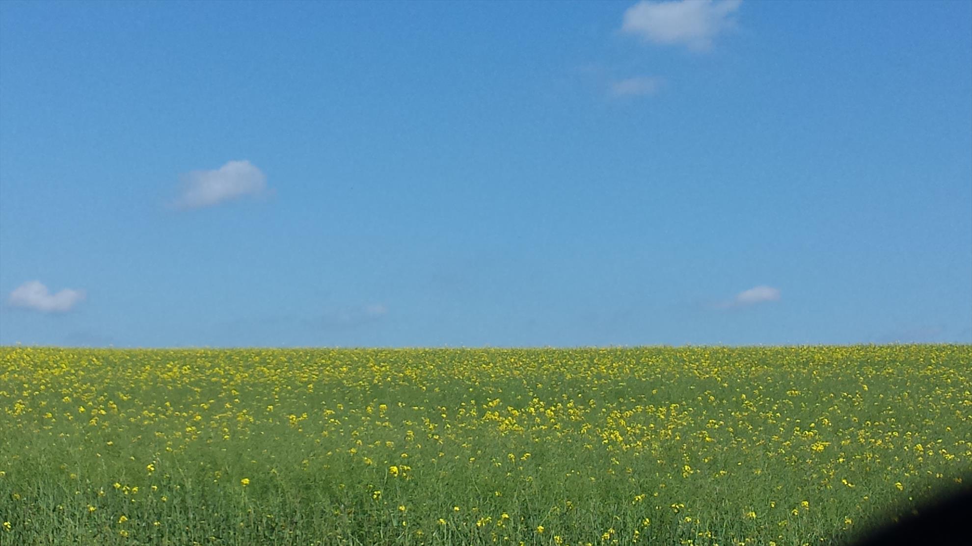 Lupsanu 1 11 mai 2014 - 20140511103019.jpg